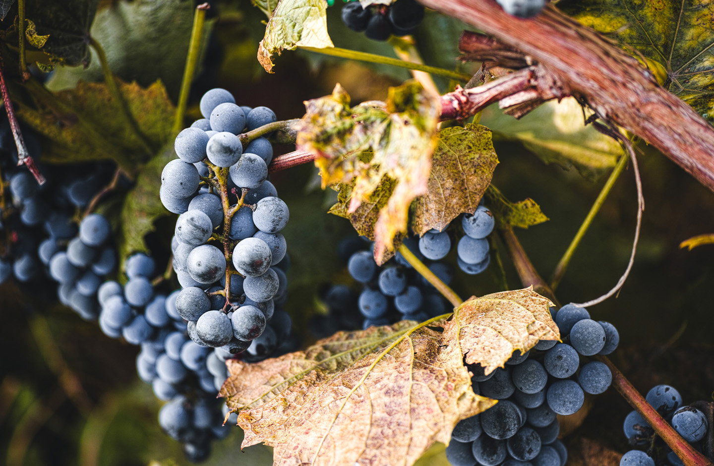 ¡Redescubre la Garnacha en TRAVINO!