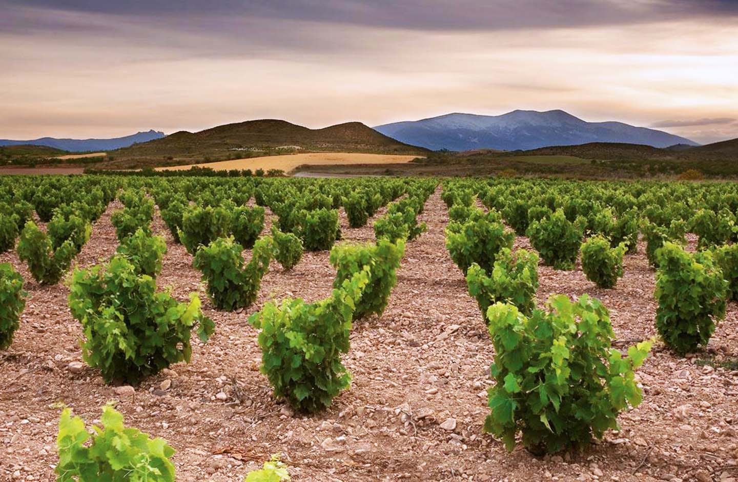 Bodegas Román