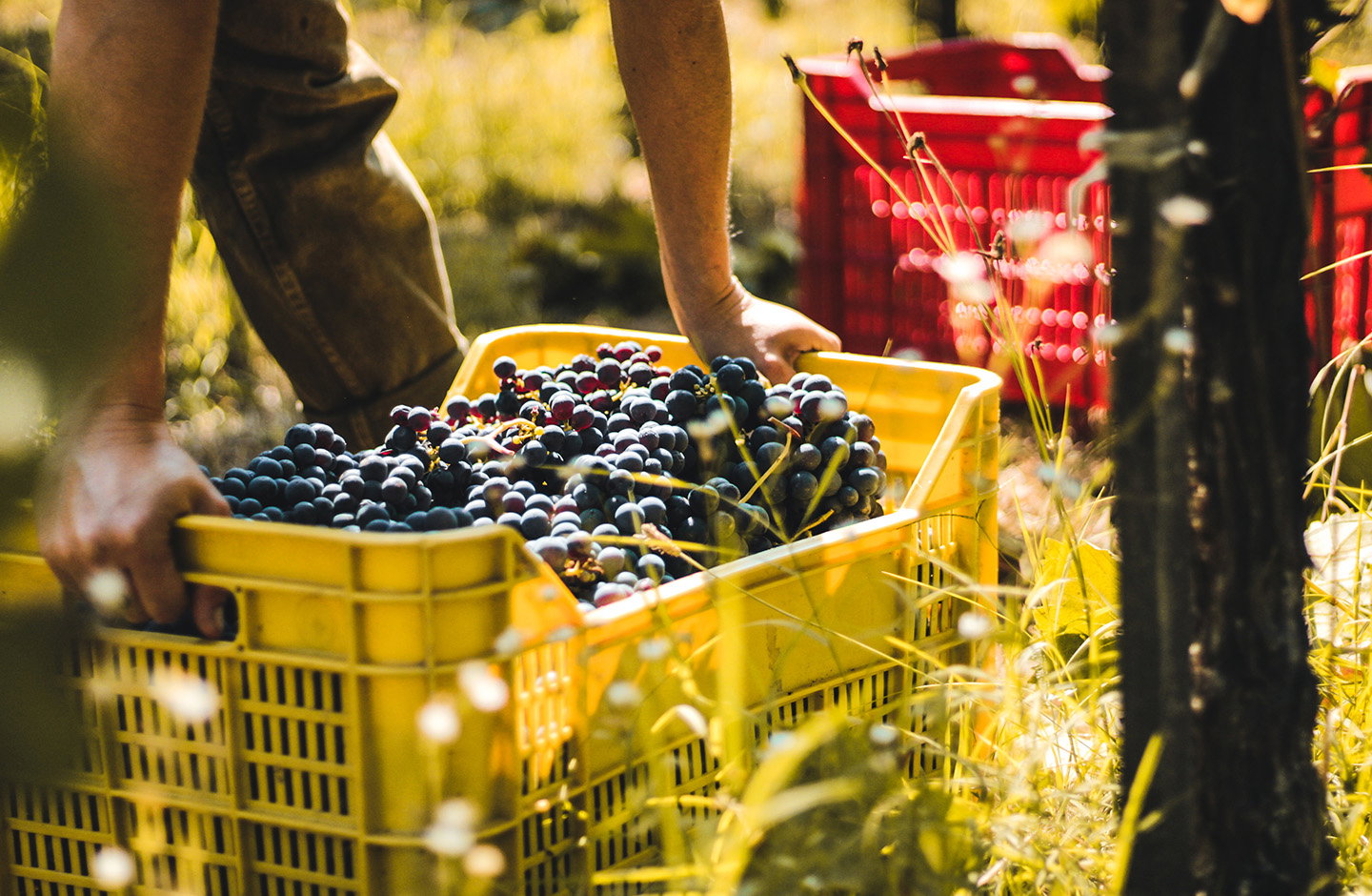 ¡Pack 5+1 (una botella de regalo) y envío GRATIS!