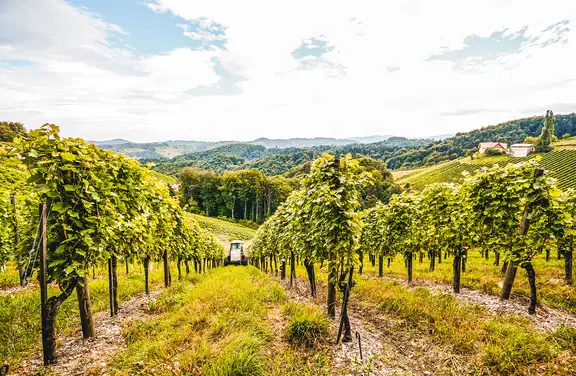 AT_generic_fallback_kit_vineyard_07