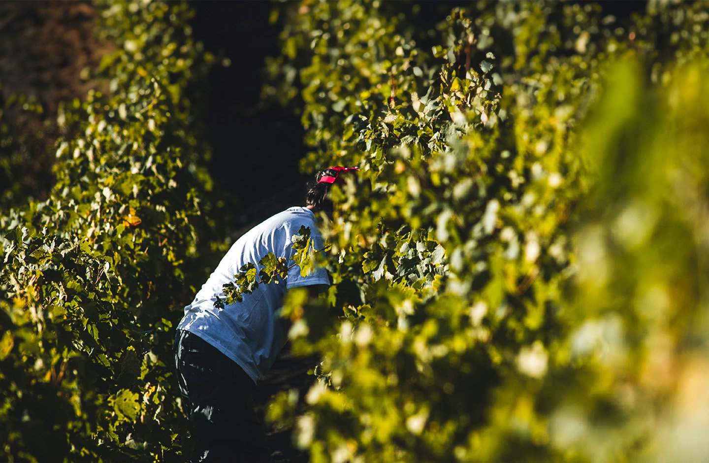 Alejandro Gallo & Quiquere Wines