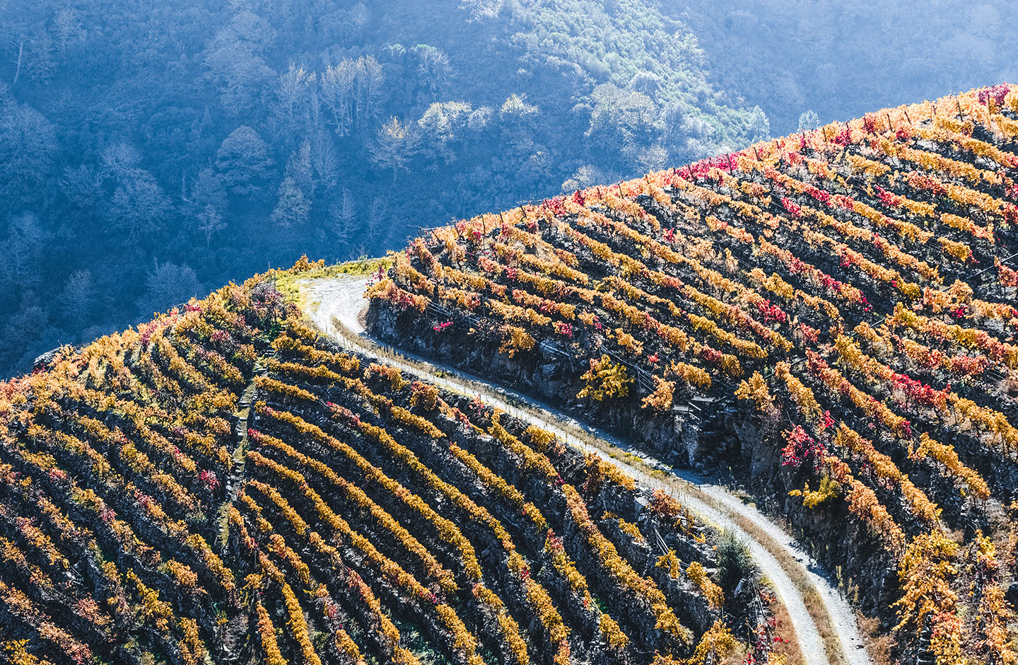 ¡Descubre los mejores vinos de la región de La Rioja!