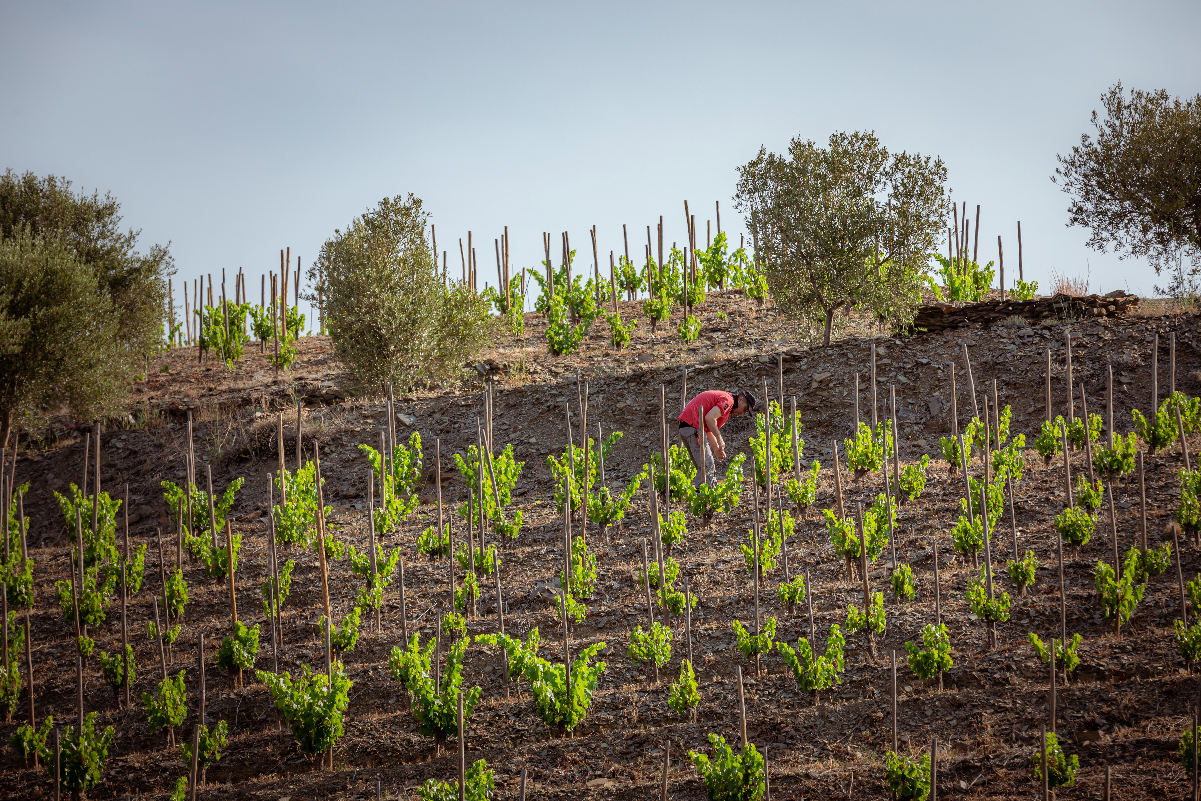 Clos Pachem