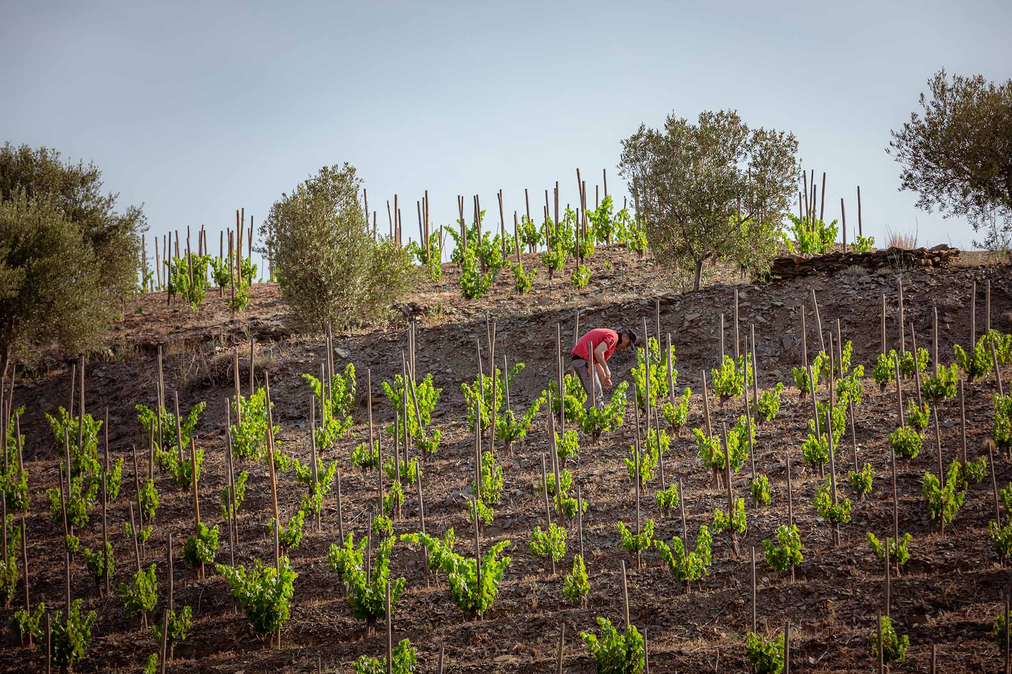 Clos Pachem
