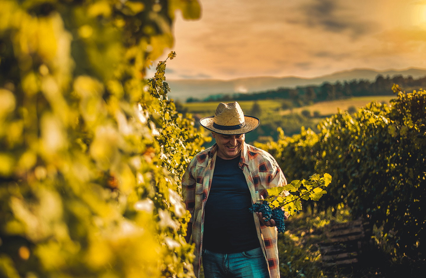 ¡Pack descuento de Bardos Verdejo!