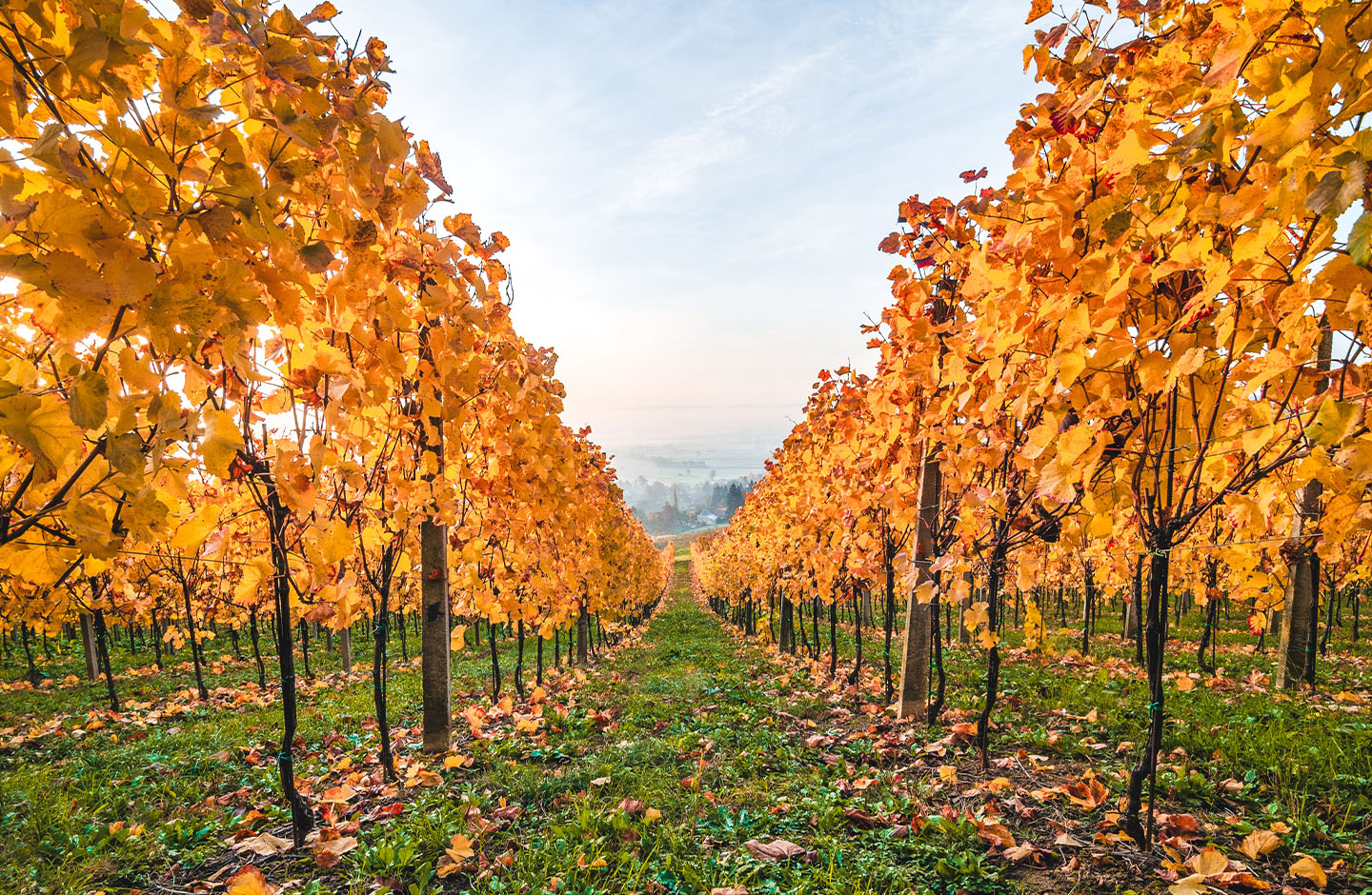 Vinos y ofertas de otoño... ¡Precios para brindar!