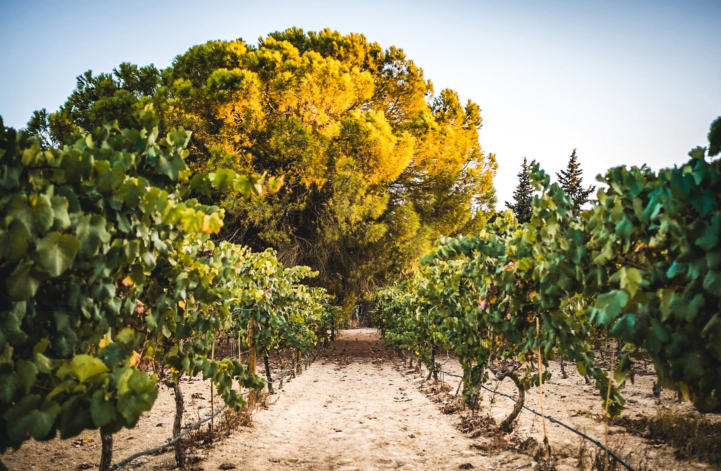 Finca Los Pinos
