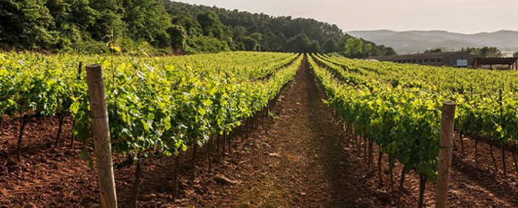 Agustí Torelló Mata