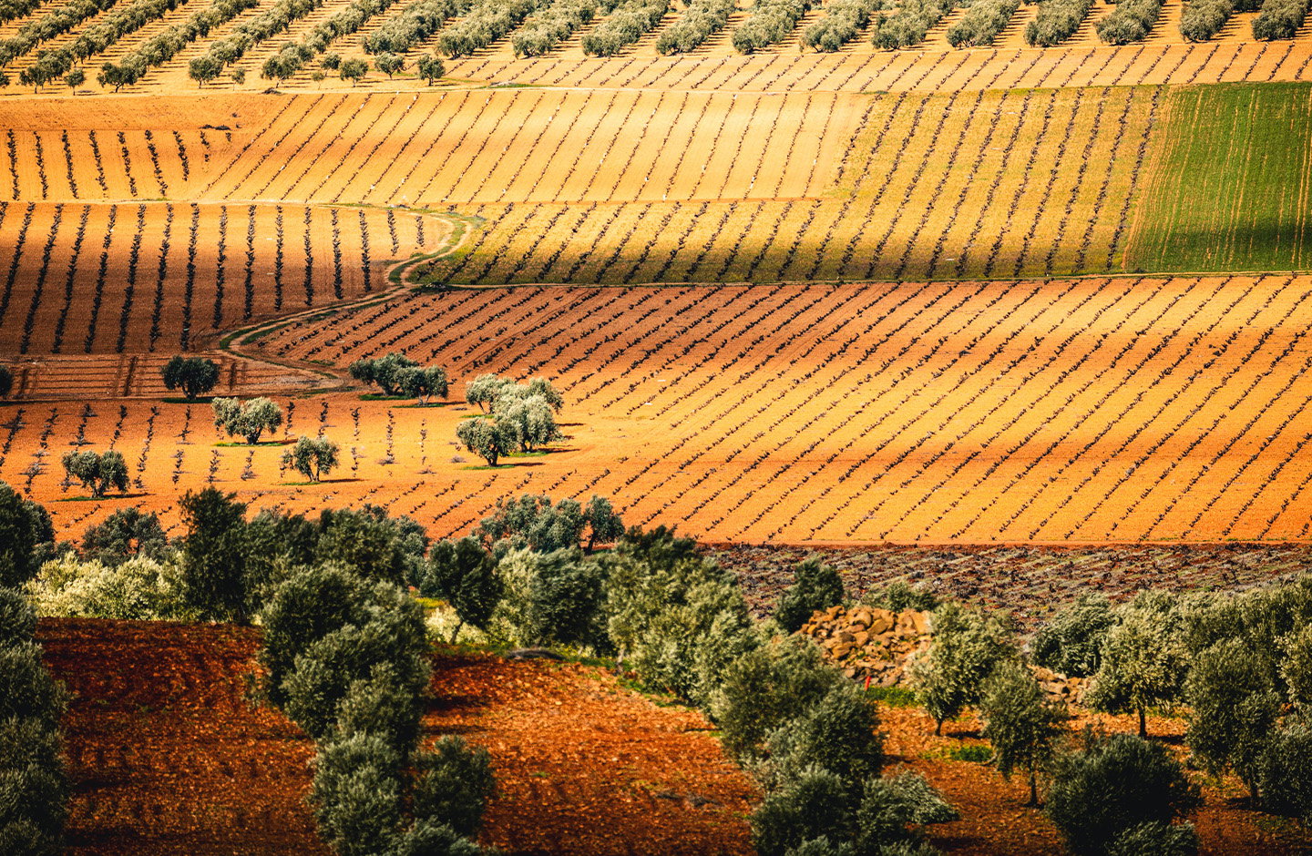 Vinícola de Valdepeñas