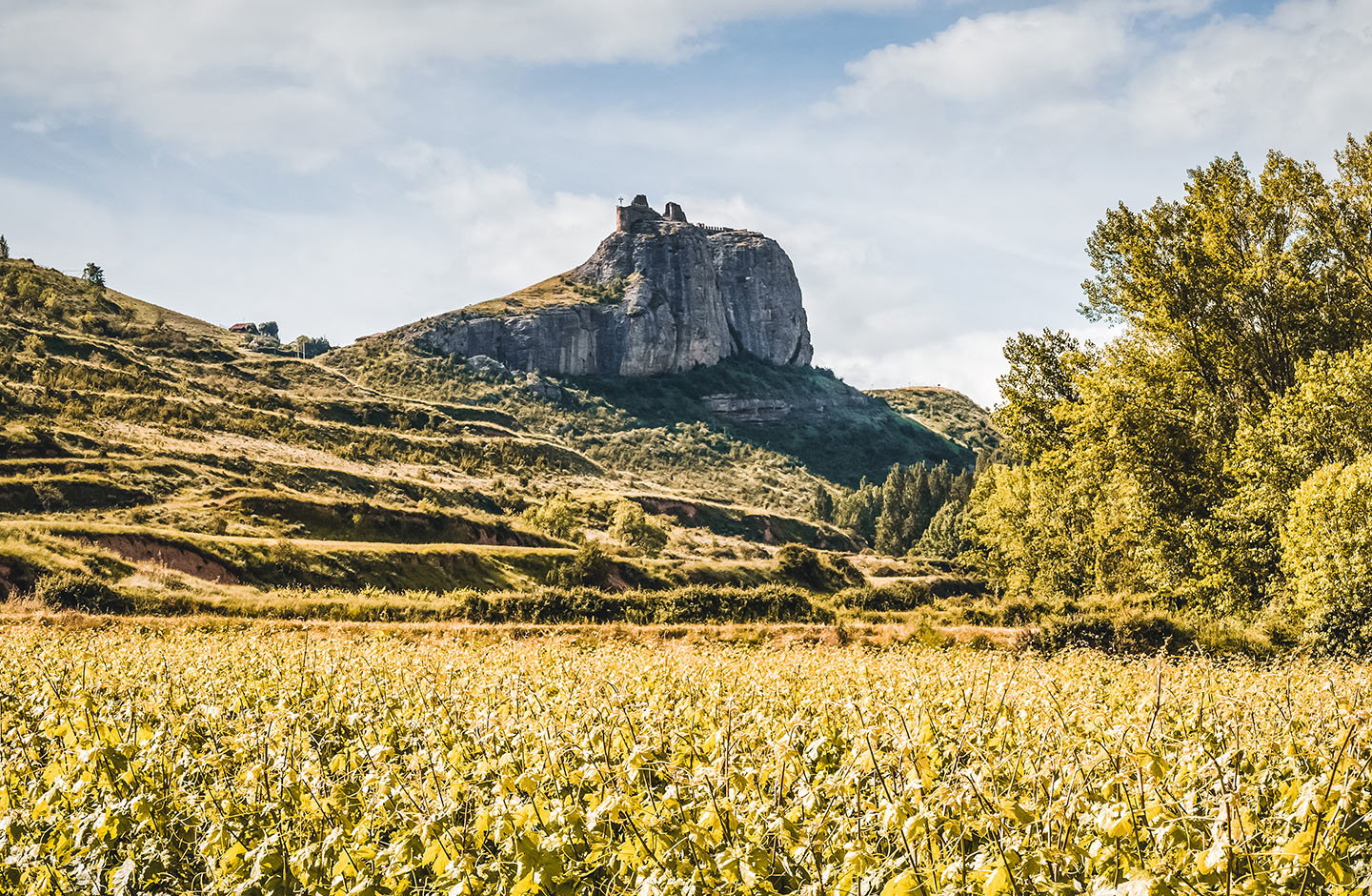 ¡Descubre los mejores vinos de Terra Alta!