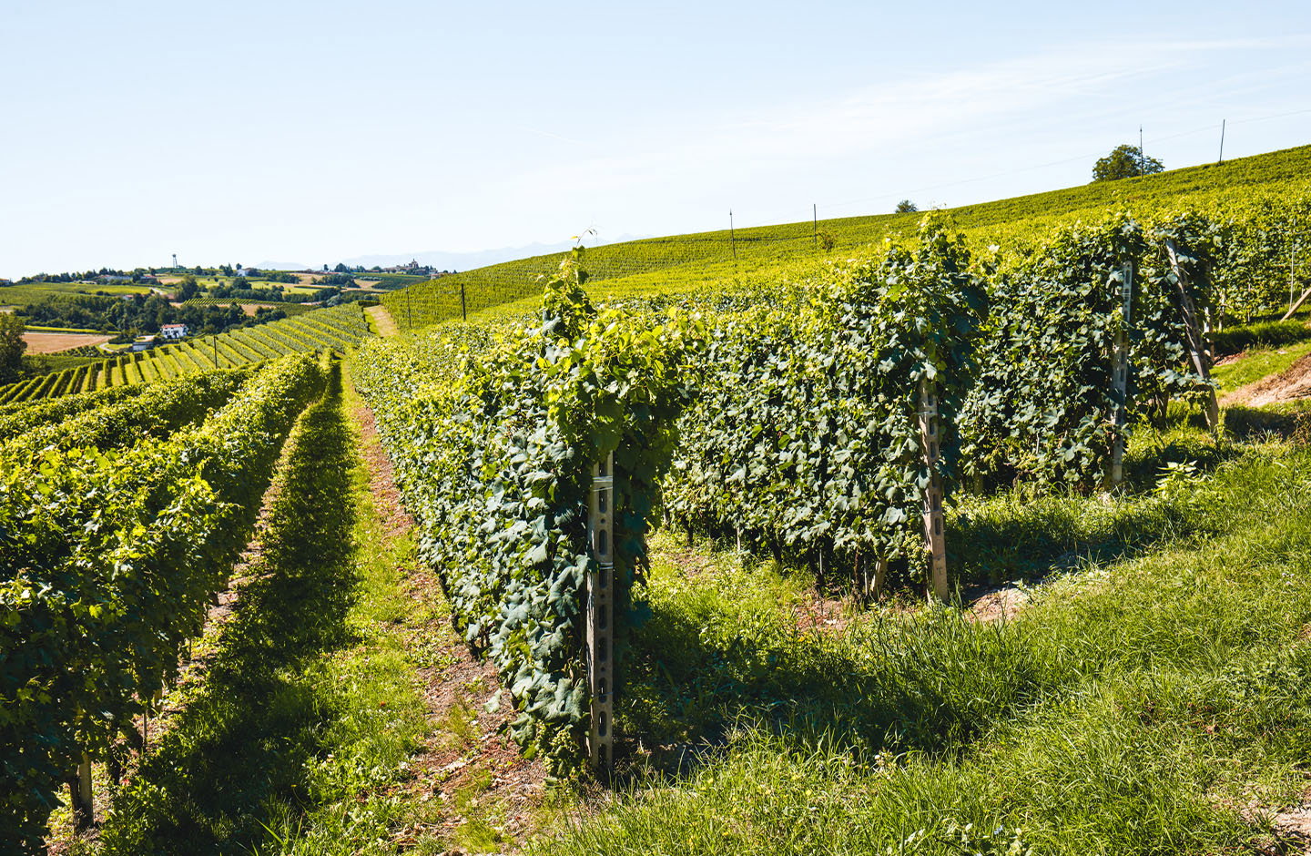 ¡Pack de espumoso 100% Albariño!