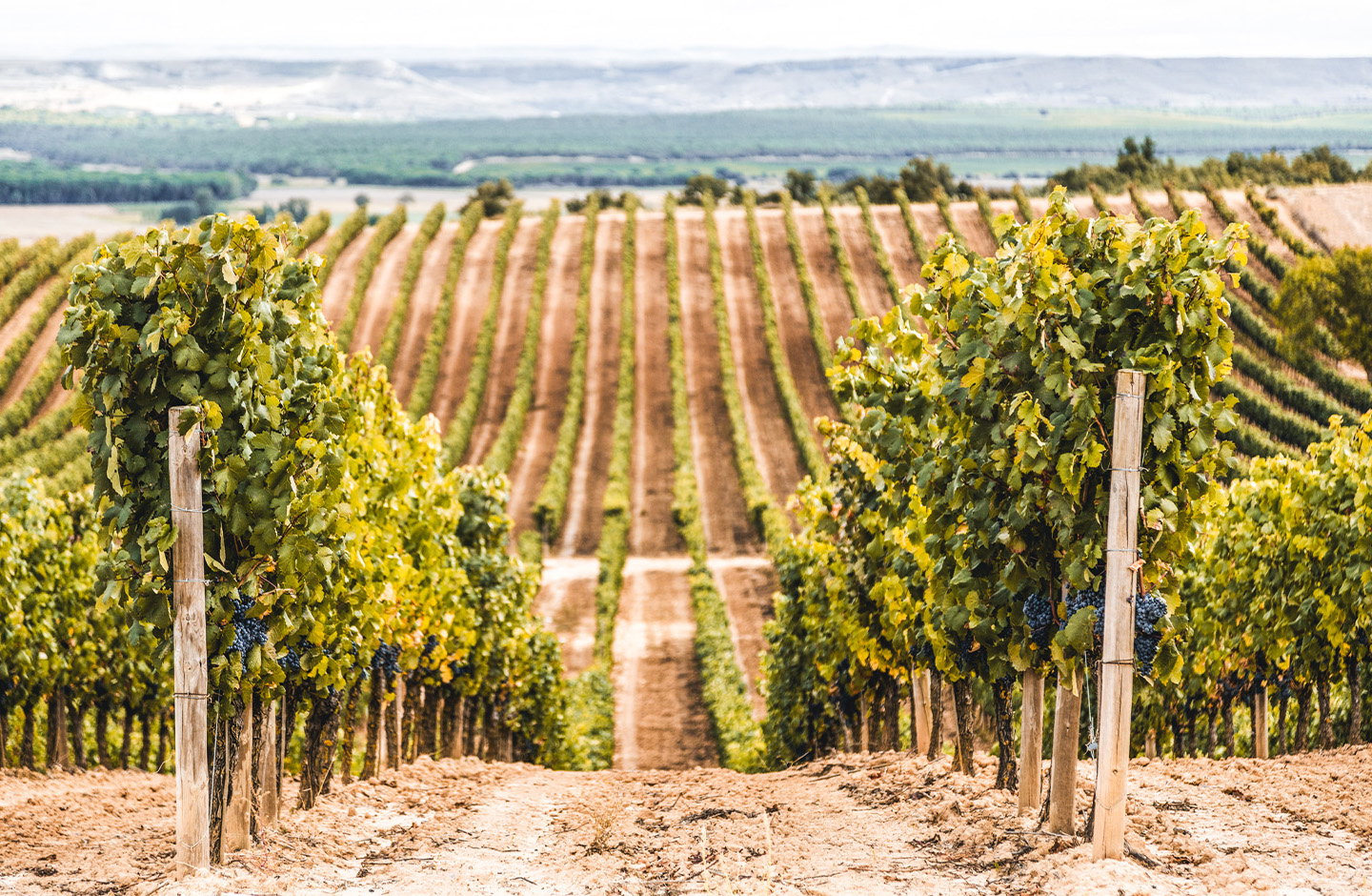 ¡Descubre este fantástico Pack!