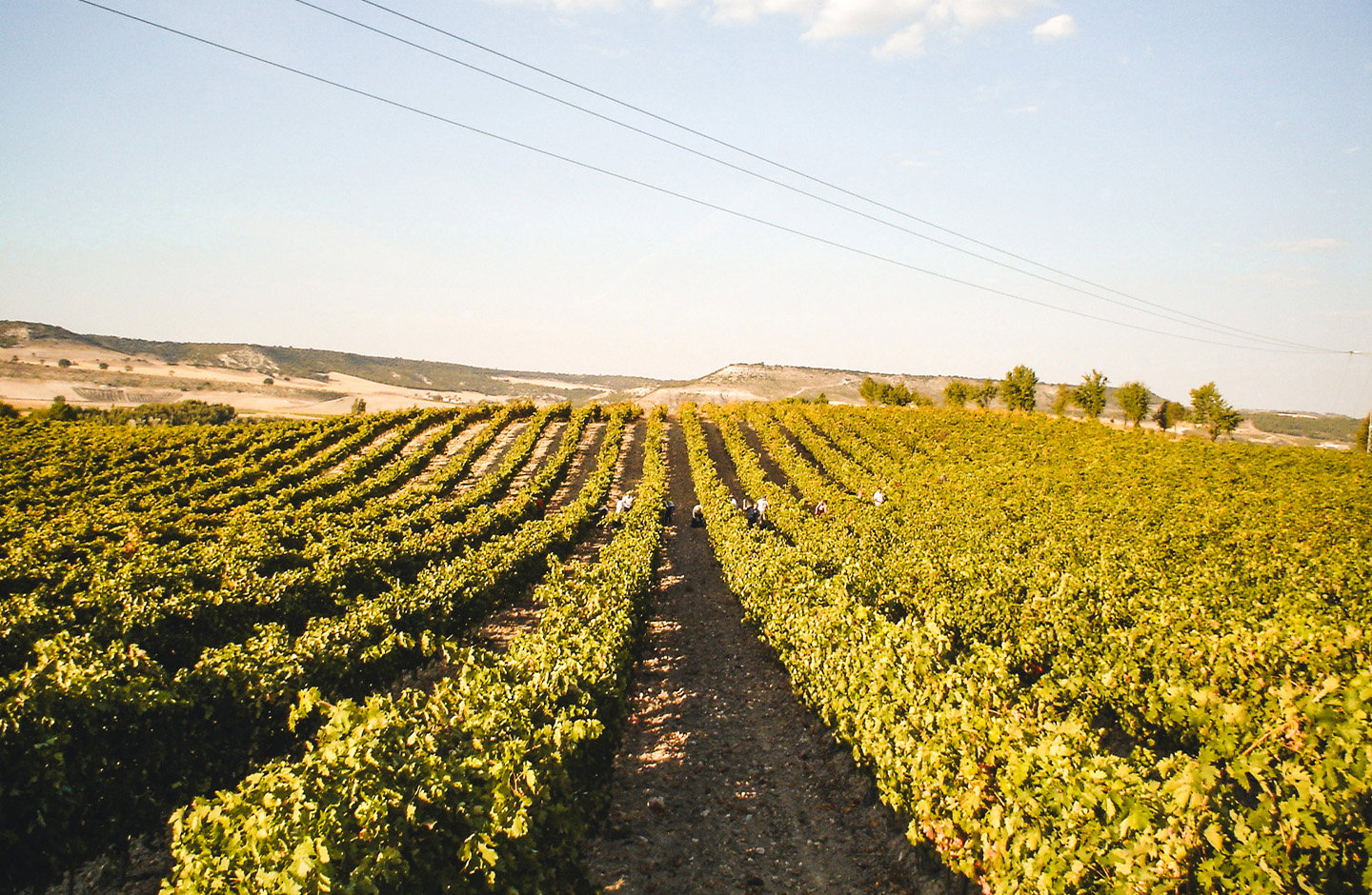 Viñedos y Bodegas Ribón