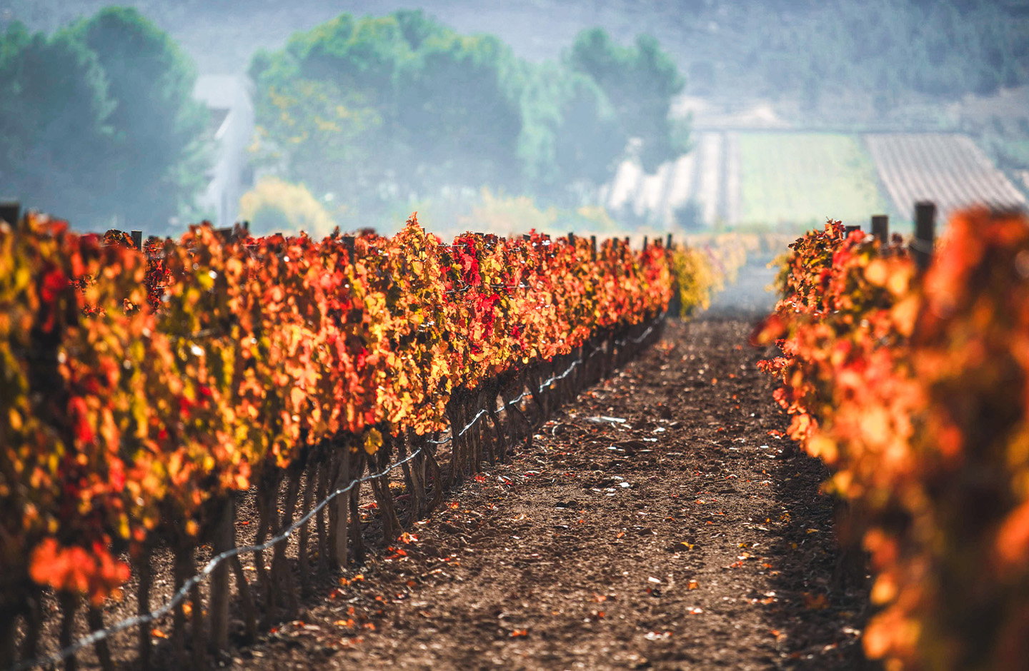 ¡Descubre los mejores vinos de Valencia!