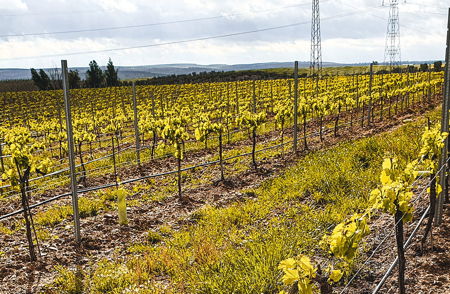 Pentateuco - Agro Ribera Nature