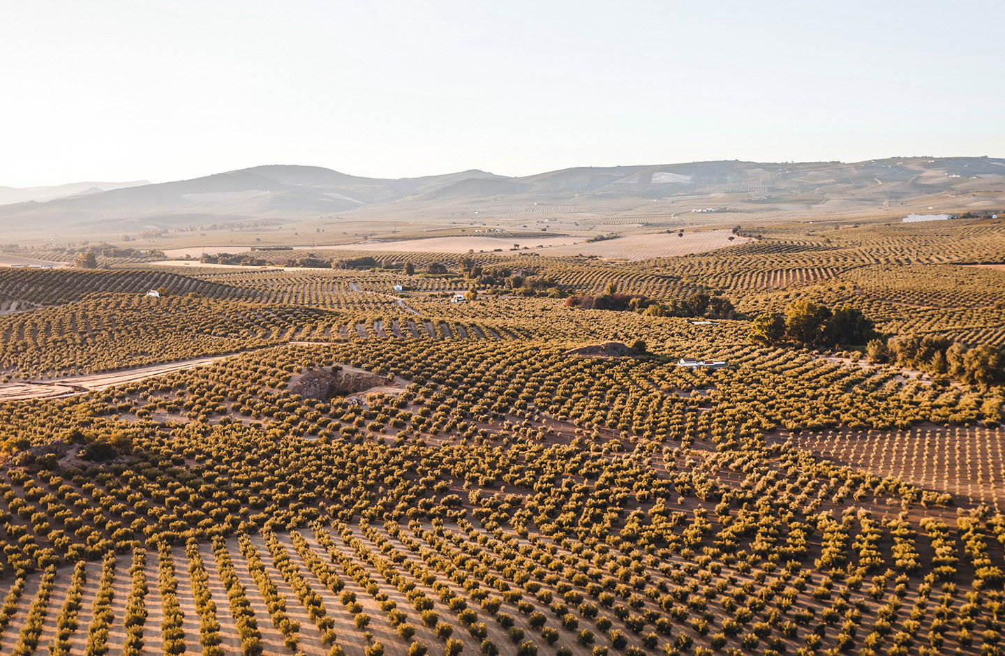 ¡Descubre los mejores vinos de Utiel-Requena!