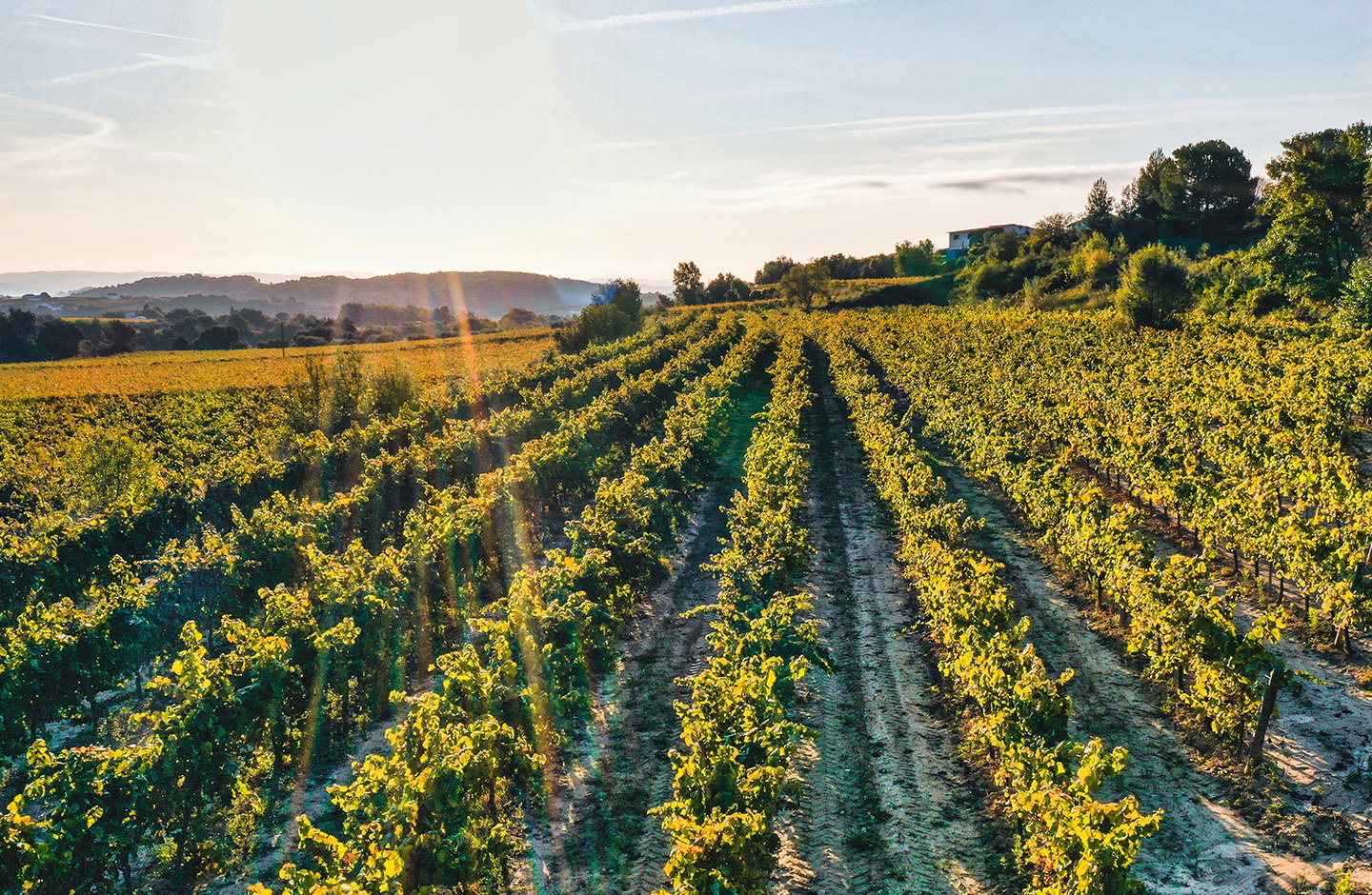 ¡DO La Mancha, vinos por descubrir!