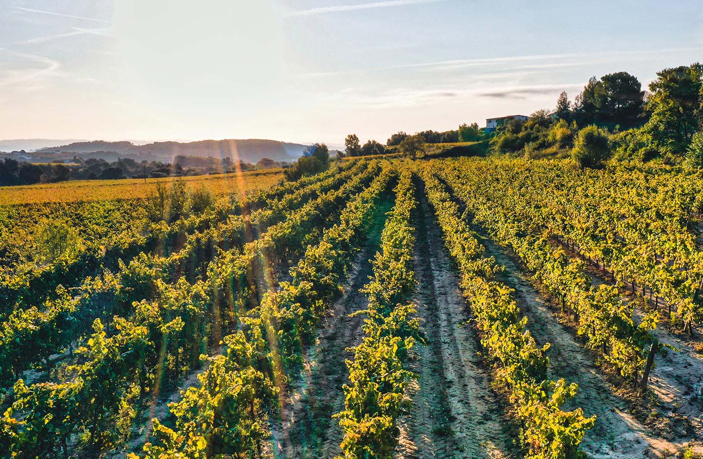 ¡DO La Mancha, vinos por descubrir!