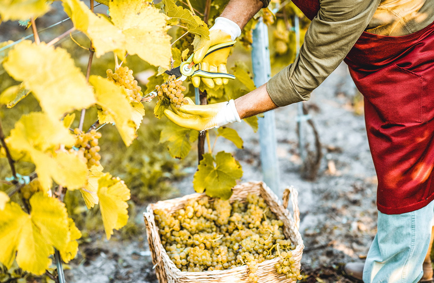 ¡Descubre los mejores espumosos blancos en TRAVINO!