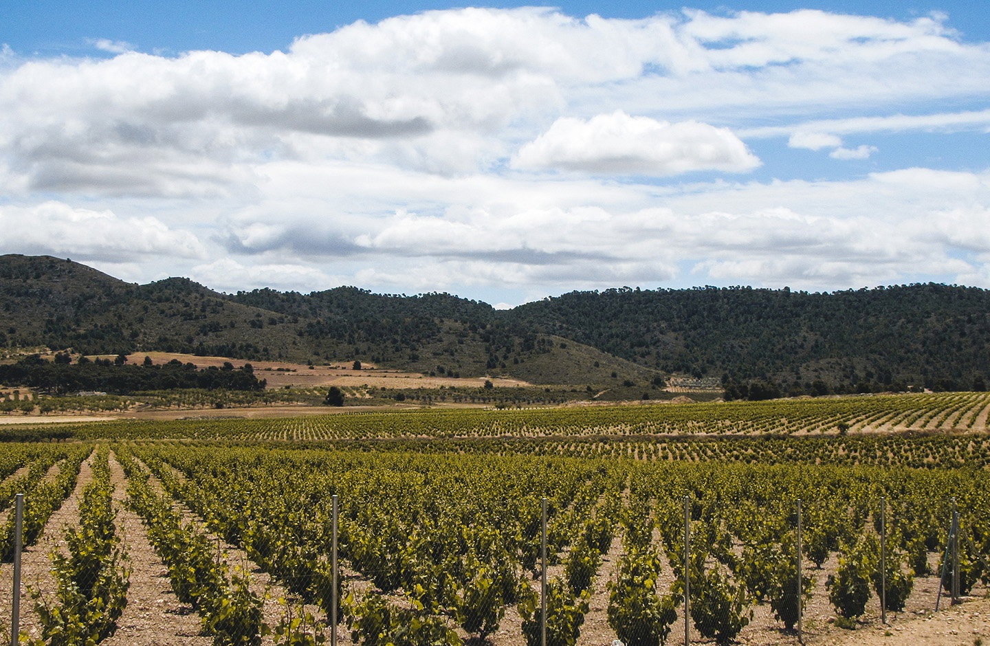 ¡Descubre los mejores vinos de Murcia en TRAVINO!