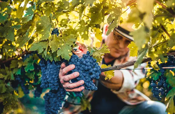 winemaker with red grapes