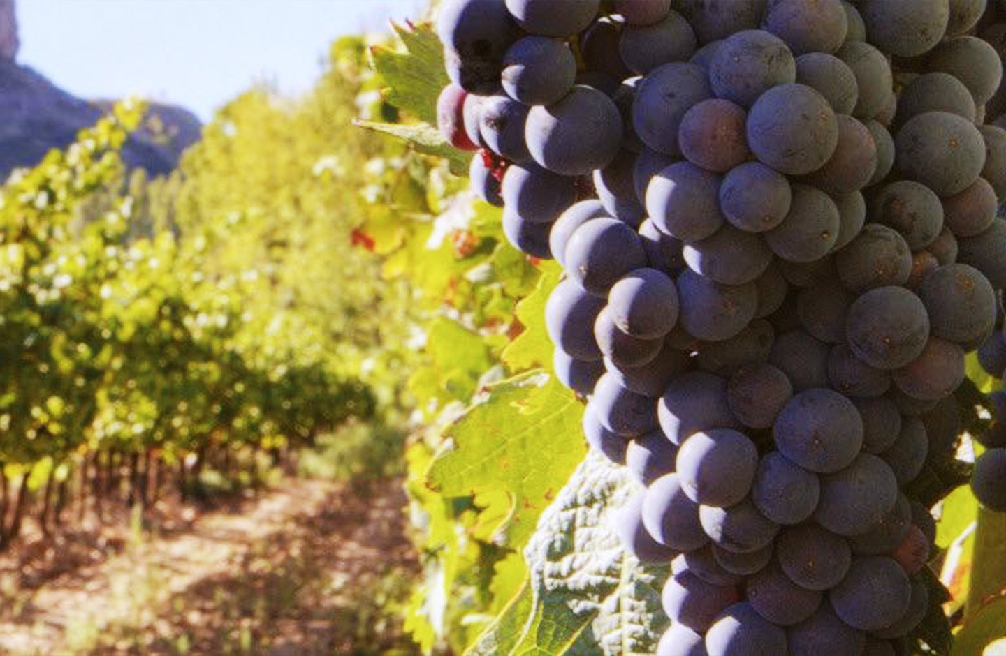 Acontia Vinos