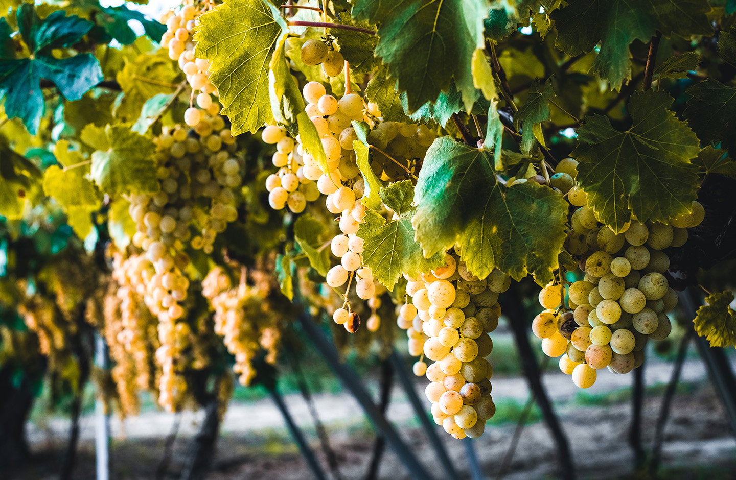 ¡Descubre los Espumosos en TRAVINO!