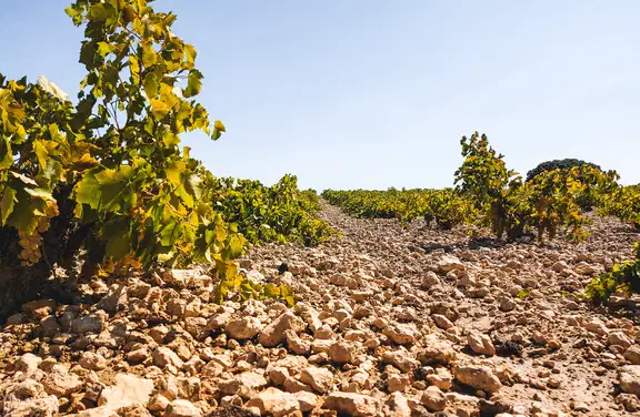 manufacturer_bodegas_garcia_de_lara_slide_1