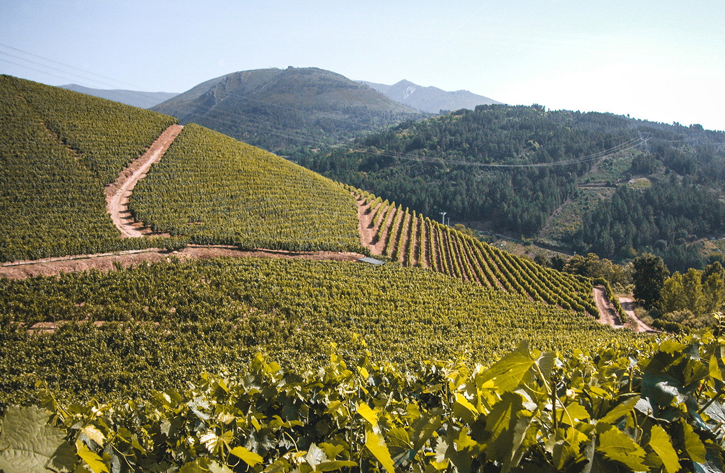 ¡Pack + cata online de regalo con Terras Gauda!