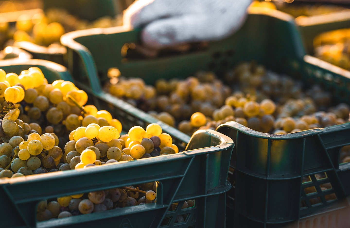 ¡Pack descuento de Bardos!