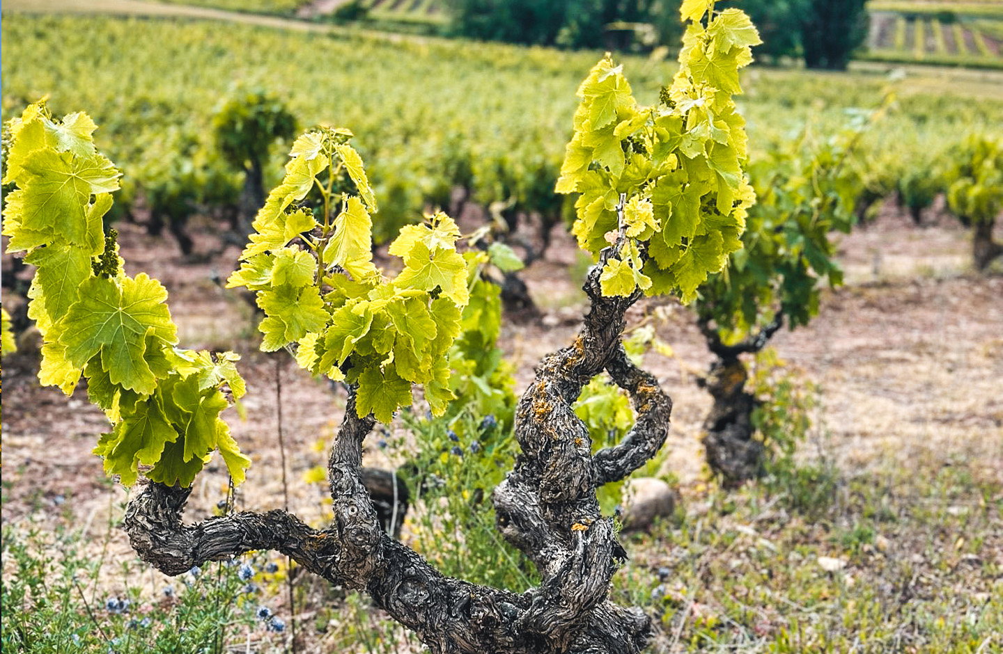 Usarralde vinos de familia
