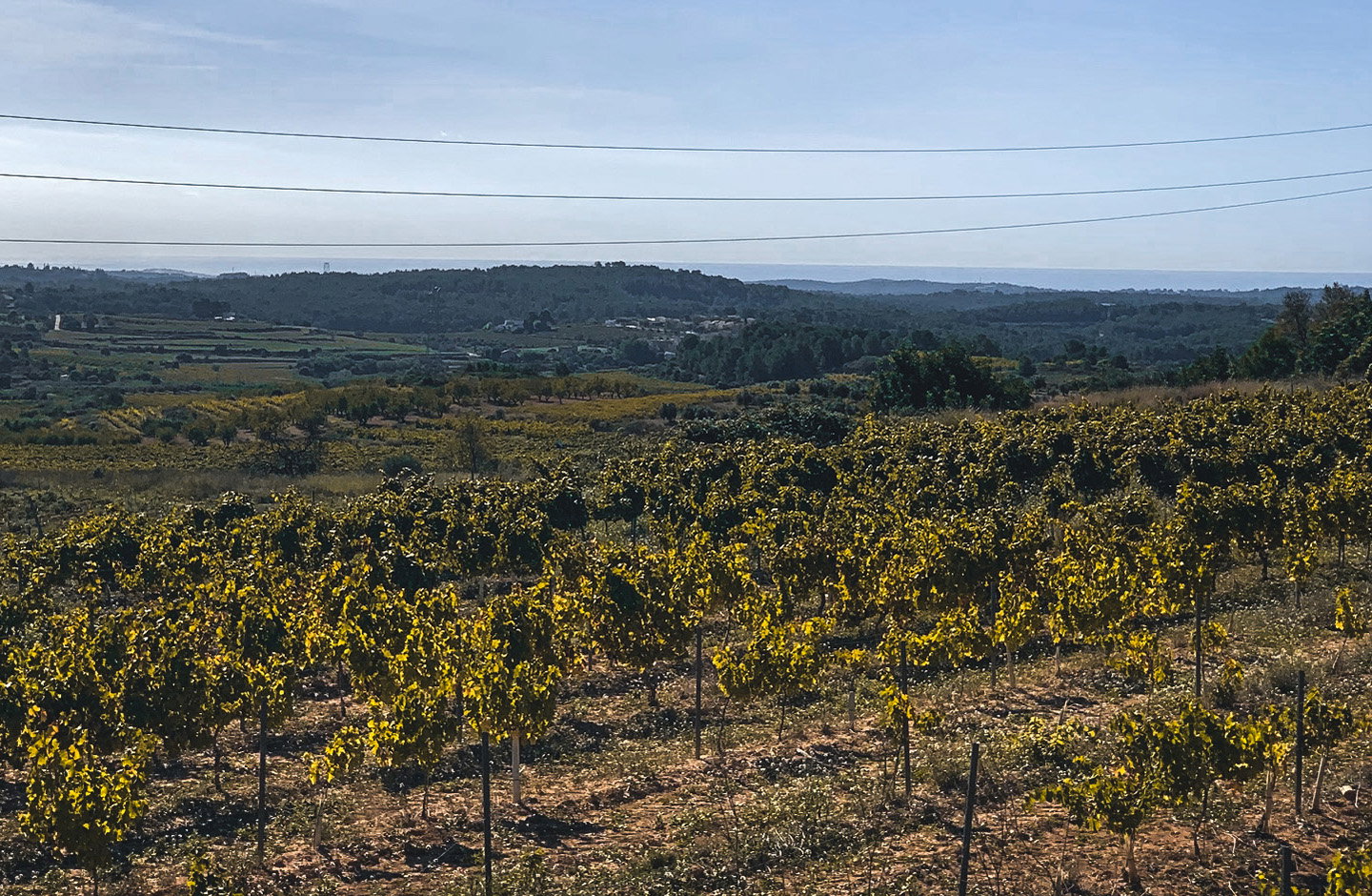 ¡Descubre los mejores Espumosos Brut!