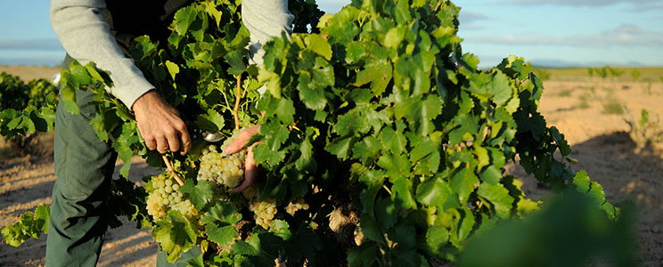 Vinos Lopez