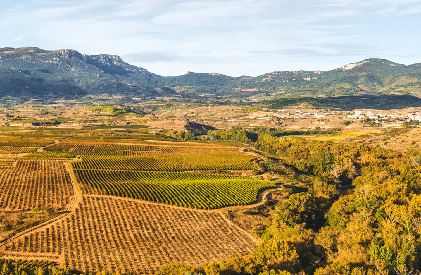 Descubre los mejores vinos dulces en TRAVINO!