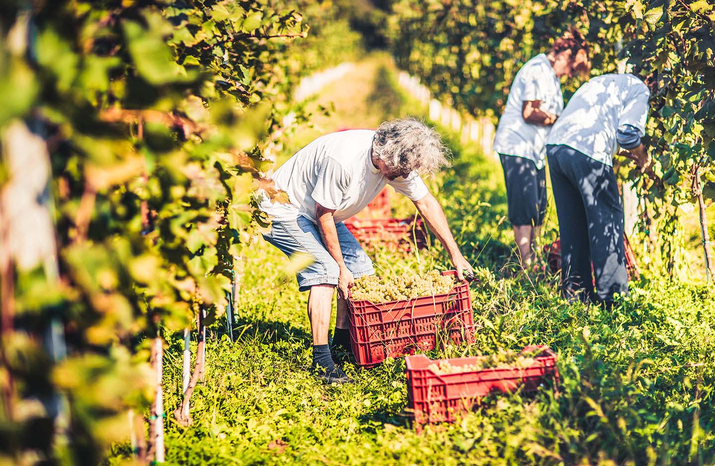 ¡Descubre los mejores vinos en TRAVINO!