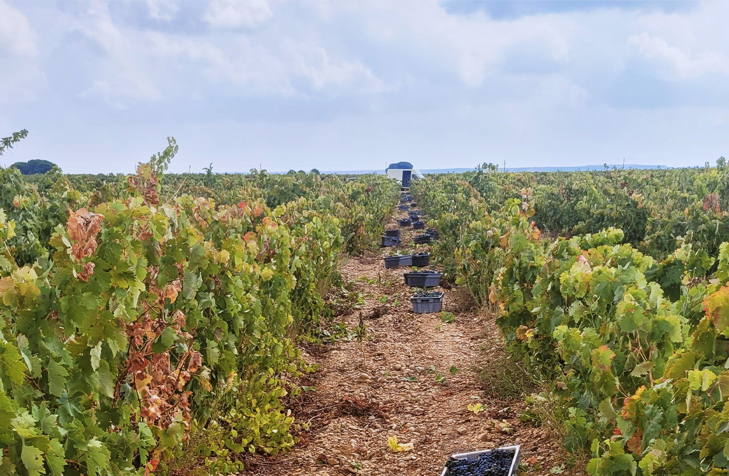 CH Vinos de Cubillas