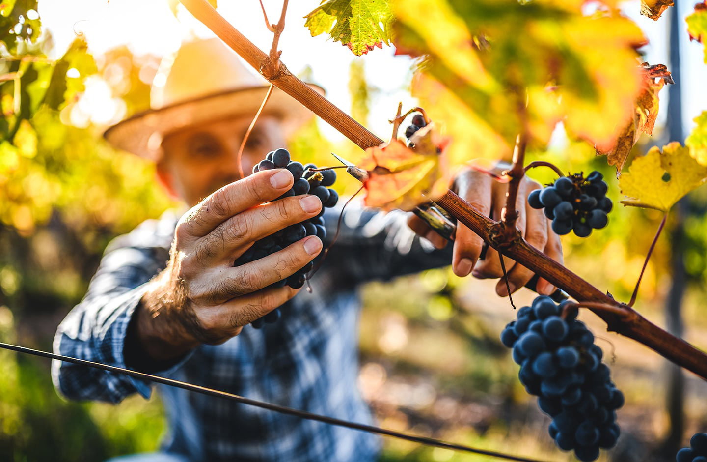 ¡Descubre los mejores vinos de la uva Graciano en TRAVINO!