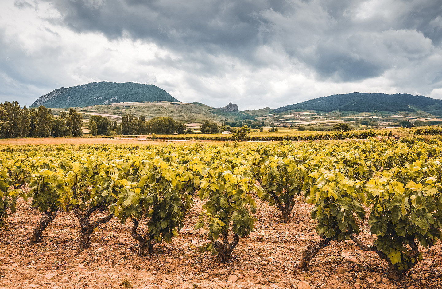 ¡Descubre los vinos de Cebreros D.O. en TRAVINO!