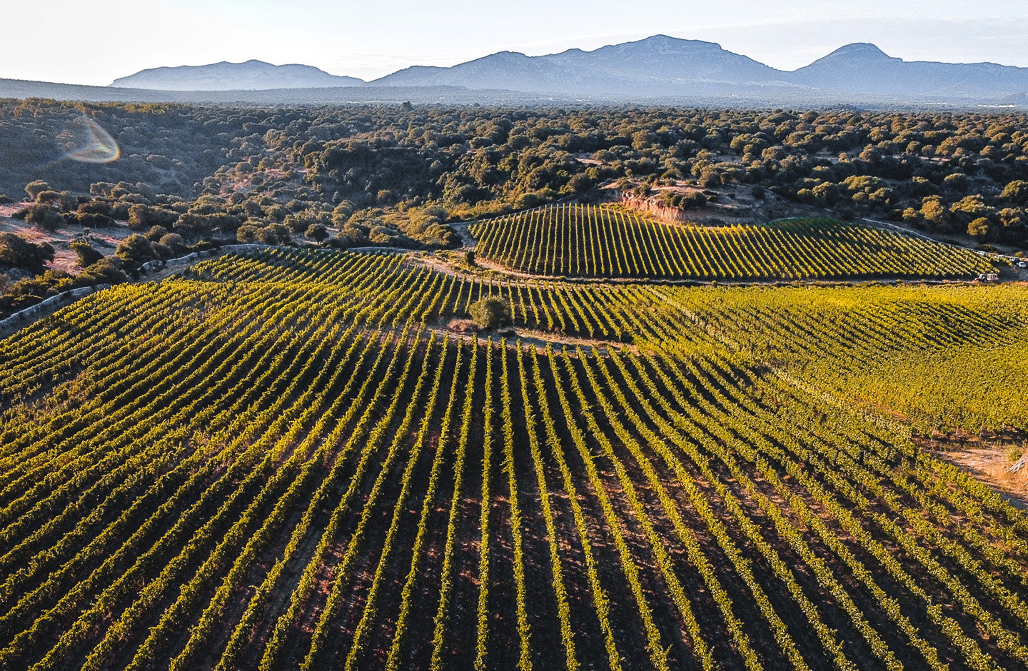 ¡Descubre los mejores vinos del Bierzo!