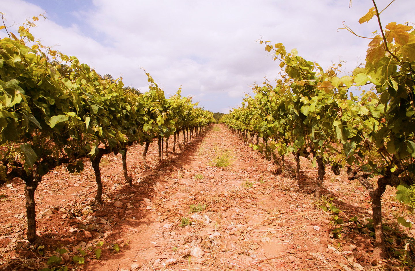 Celler Kripta
