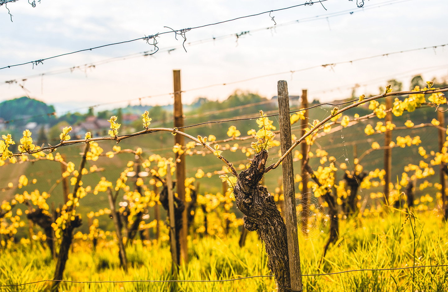 ¡Vinos ideales para la primavera!
