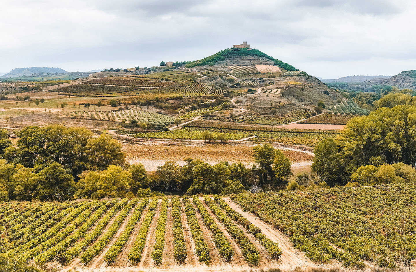 ¡Disfruta de este fantástico Pack de Viña Zorzal!