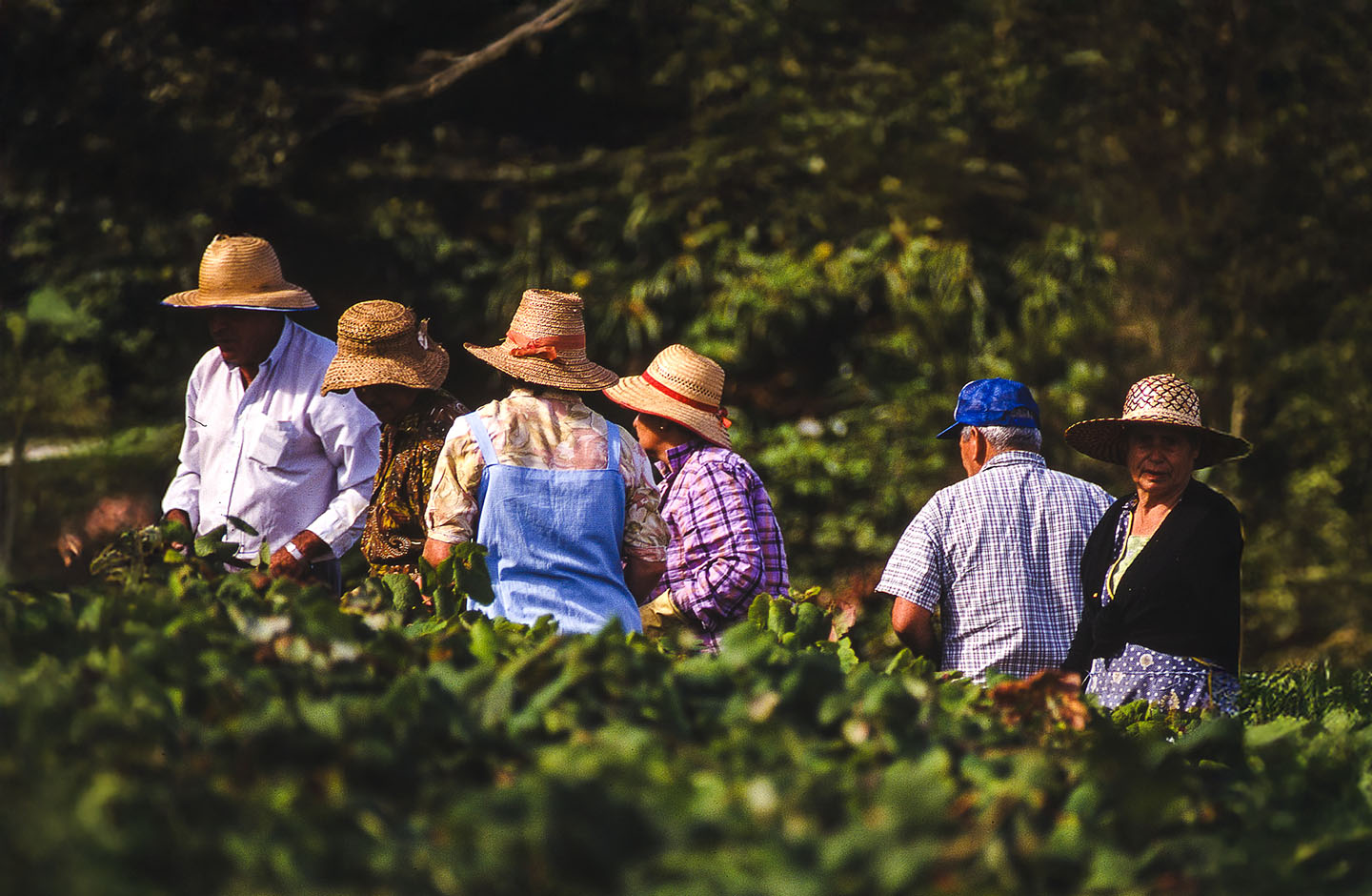 Insulares de Tenerife