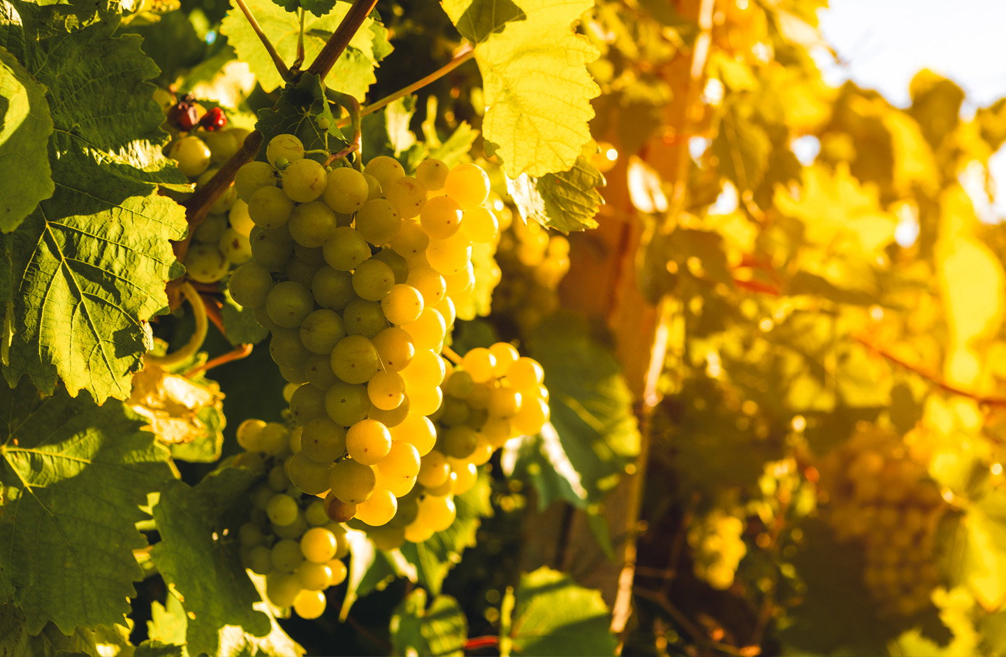 ¡Prueba la auténtica expresión de la Parellada!