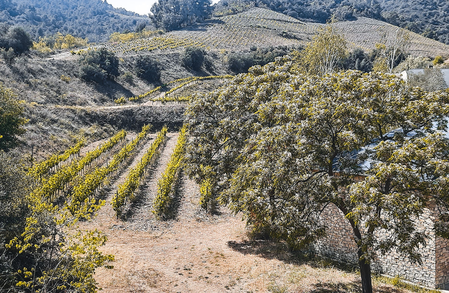 Celler Capafons-Osso