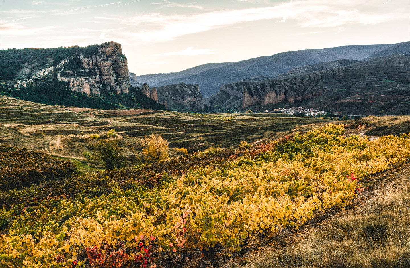 Vinos del Panorámico