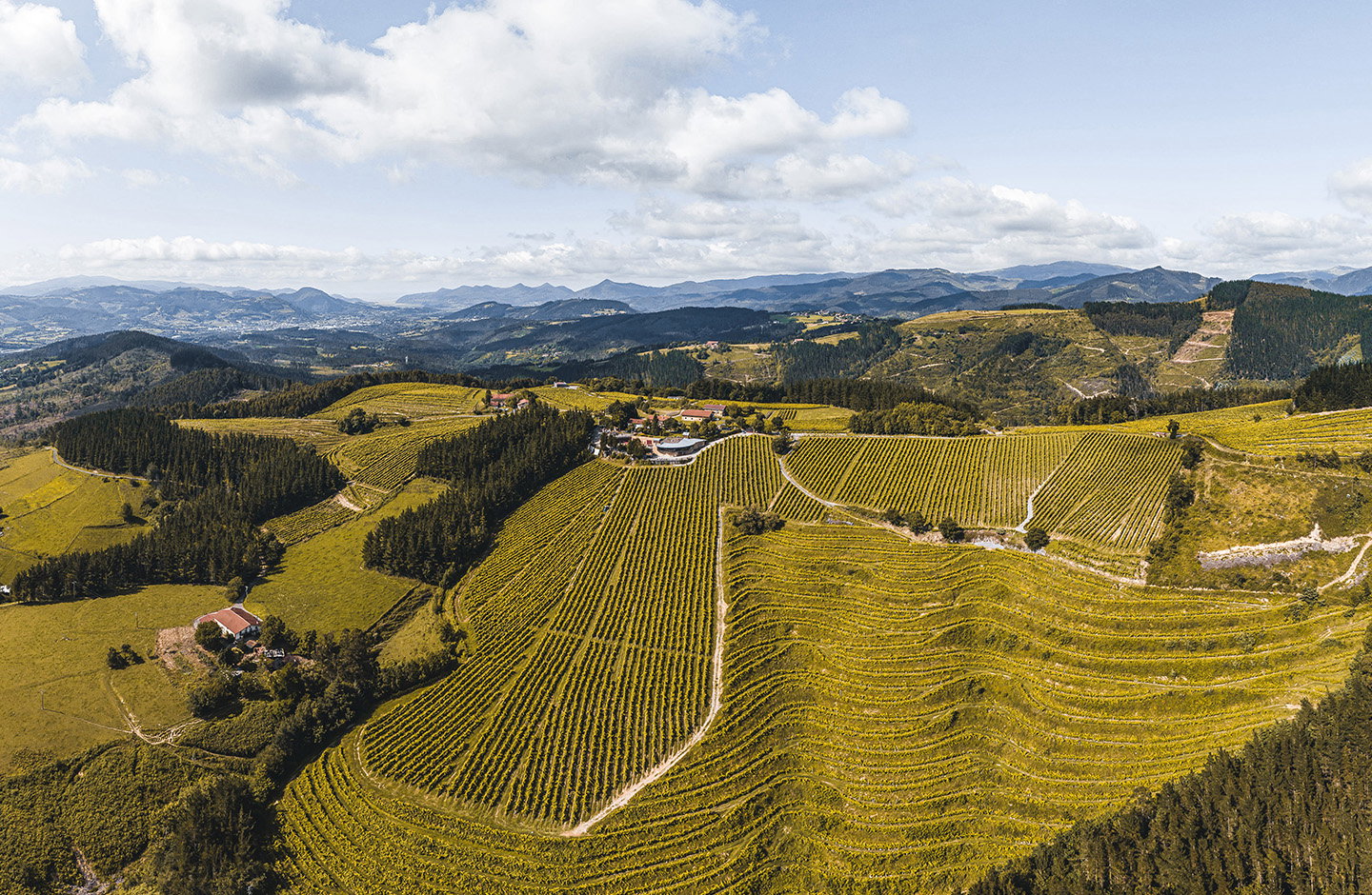 Bodega Berroja