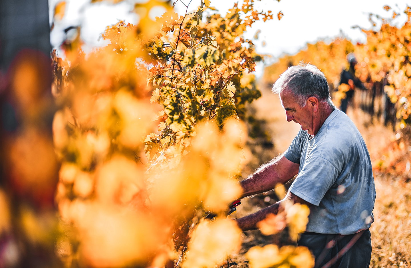 ¡Descubre los mejores espumosos en TRAVINO!