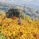 Viñas del Cambrico